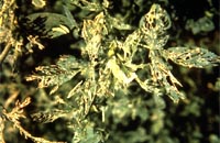 Alfalfa weevil injury - leaf skeletonization