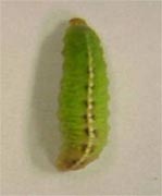 Clover leaf weevil larva (M. Montgomery, UI Extension)