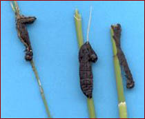 Diseased armyworm larvae on corn. Photo courtesy of Matt Montgomery, UI Extension