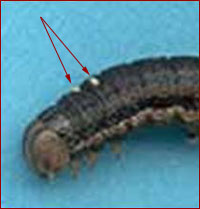 Tachinid eggs on armyworm larvae. Photo courtesy of Matt Montgomery, UI Extension 