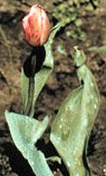 Tulip Fire--a Primary Infector or 'Firehead.'