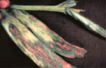 Older, Enlarging Botrytis Lesions on Mature Tulip Leaf