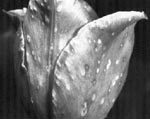 Botrytis Spots on Tulip Flower Petals