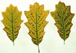 Leaf Scorch in Red Oak