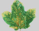 Leaf Scorch on Maple