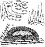 Phomopsis juniperovora Diagram