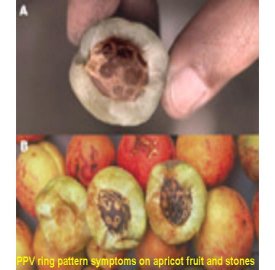 PPV ring pattern symptoms on apricot fruit and stones
