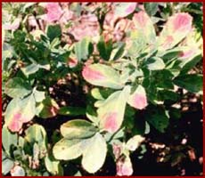 Boron deficiency in alfalfa