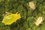 Soybean Aphids on Soybean Leaf in Kendall County (Photo courtesy of Gary Bretthauer, Kendall County Extension Unit)
