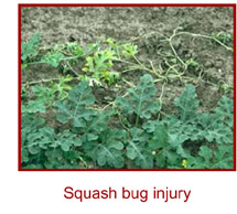 Squash Bug Injury
