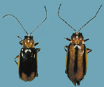 Male and female <br />Western Corn Rootworm