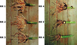 The root rating scale, showing examples of larval root injury